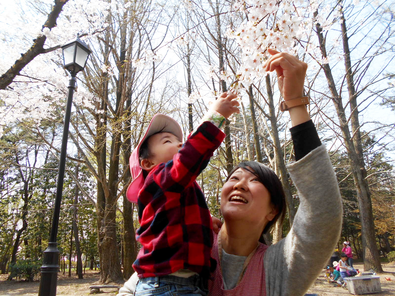 桜を触る様子