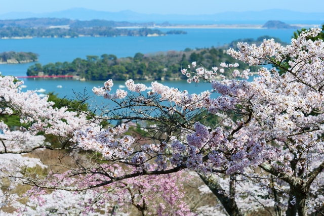 西行戻しの松公園より松島を望む