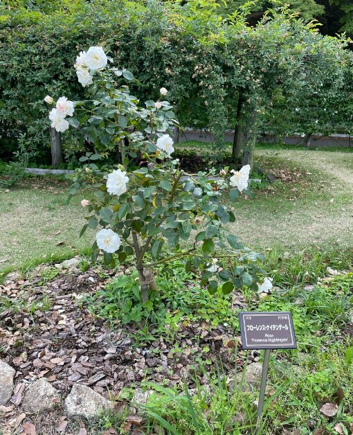 団体の名前の由来ともなる、フローレンス・ナイチンゲールの名前が冠されたバラ