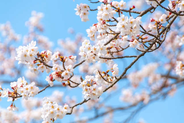 満開の桜の画像